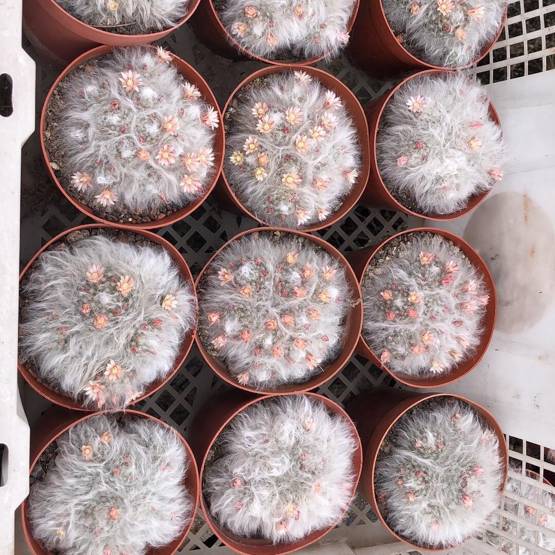 3-8cm Mammillaria bocasana 