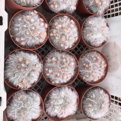 3-8cm Mammillaria bocasana 