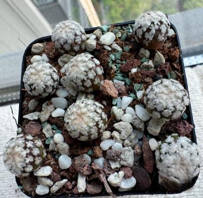 2-4cm Mammillaria lasiacantha