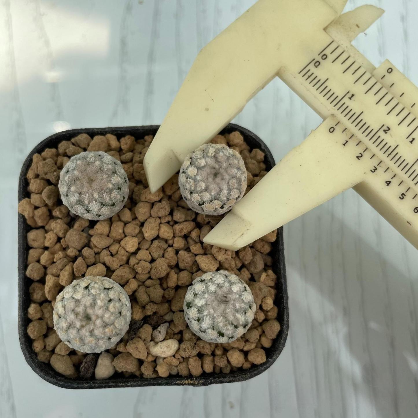 2-4cm Mammillaria lasiacantha