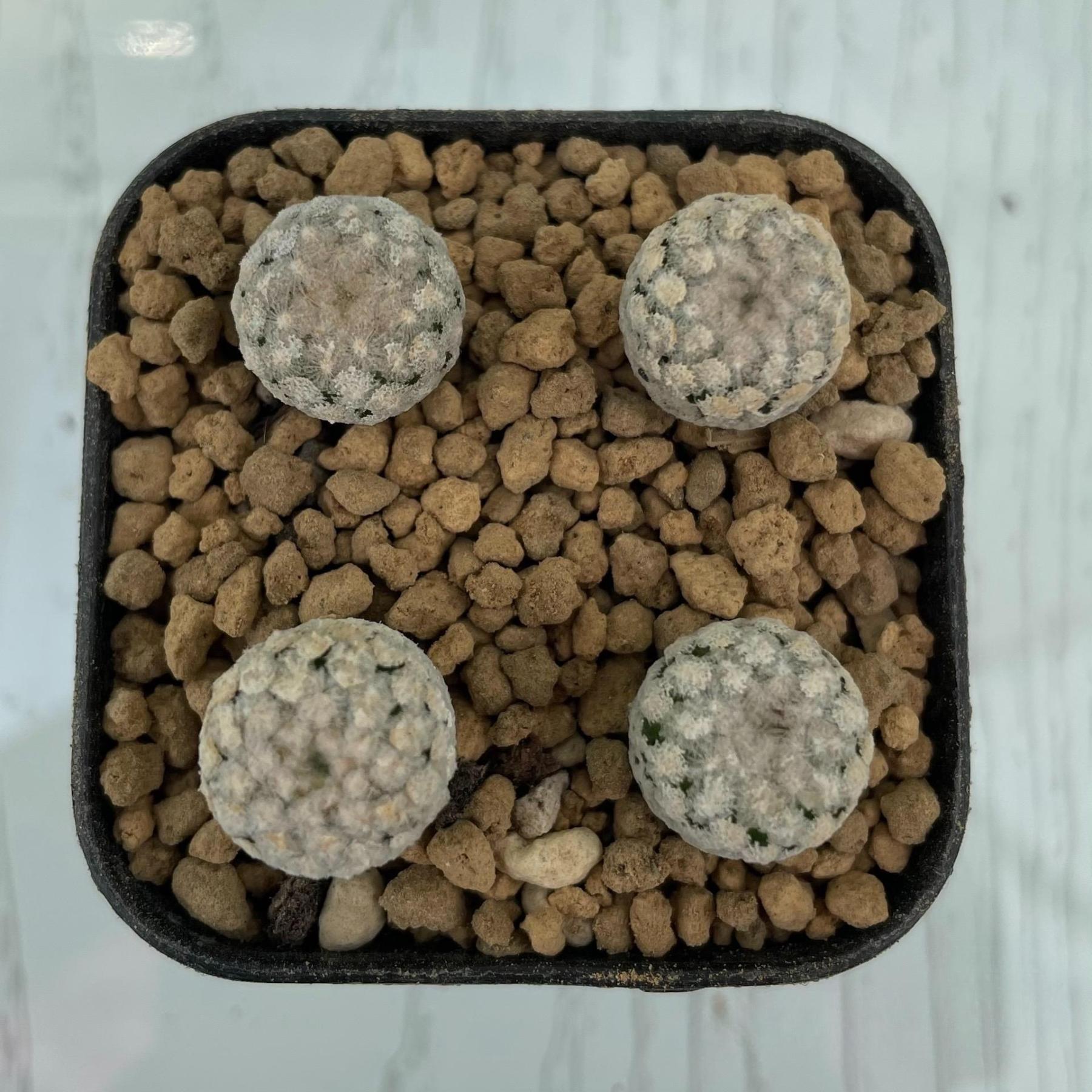 2-4cm Mammillaria lasiacantha