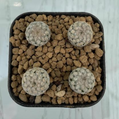 2-4cm Mammillaria lasiacantha