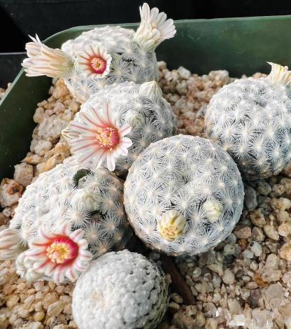 2-4cm Mammillaria lasiacantha