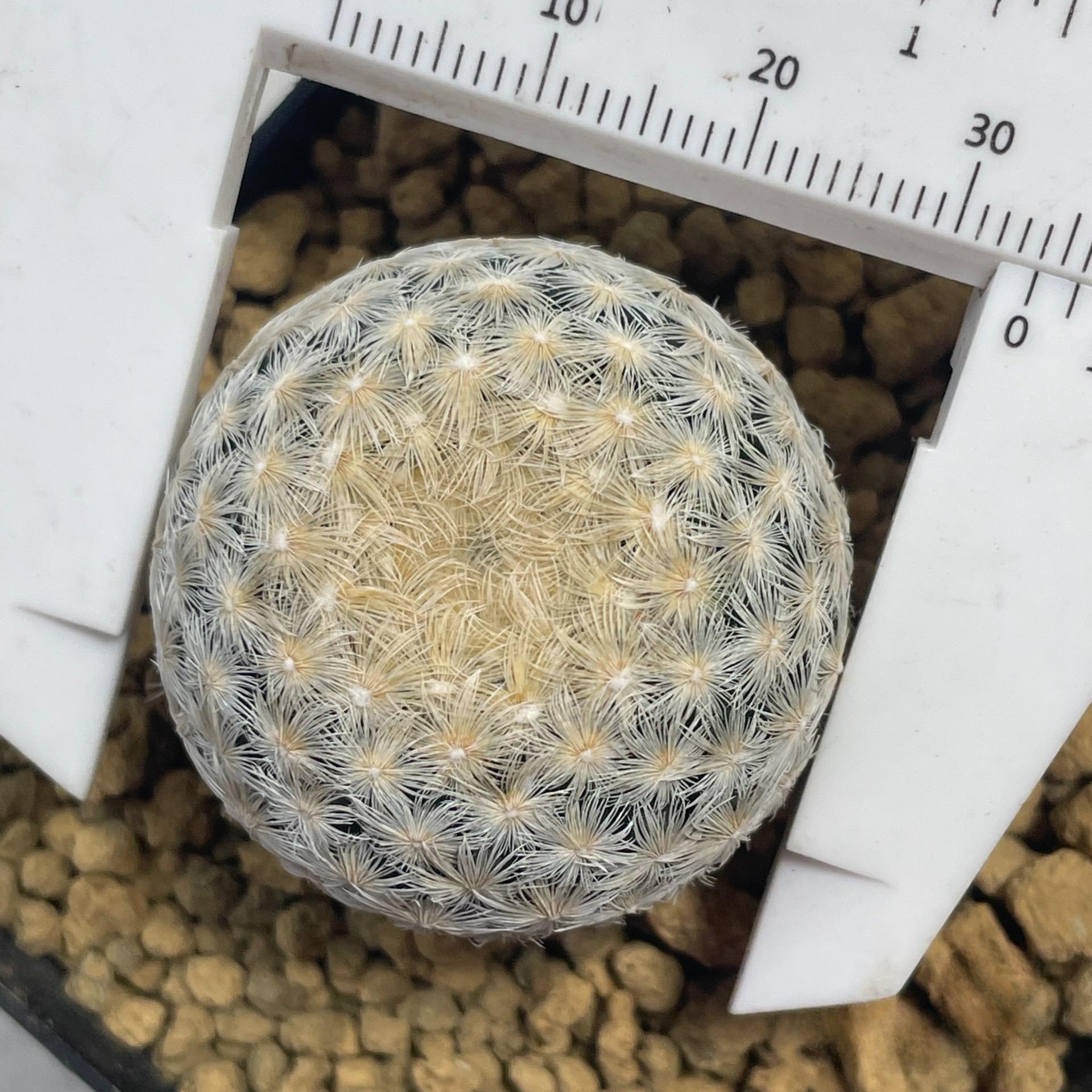 2-4cm Mammillaria lasiacantha