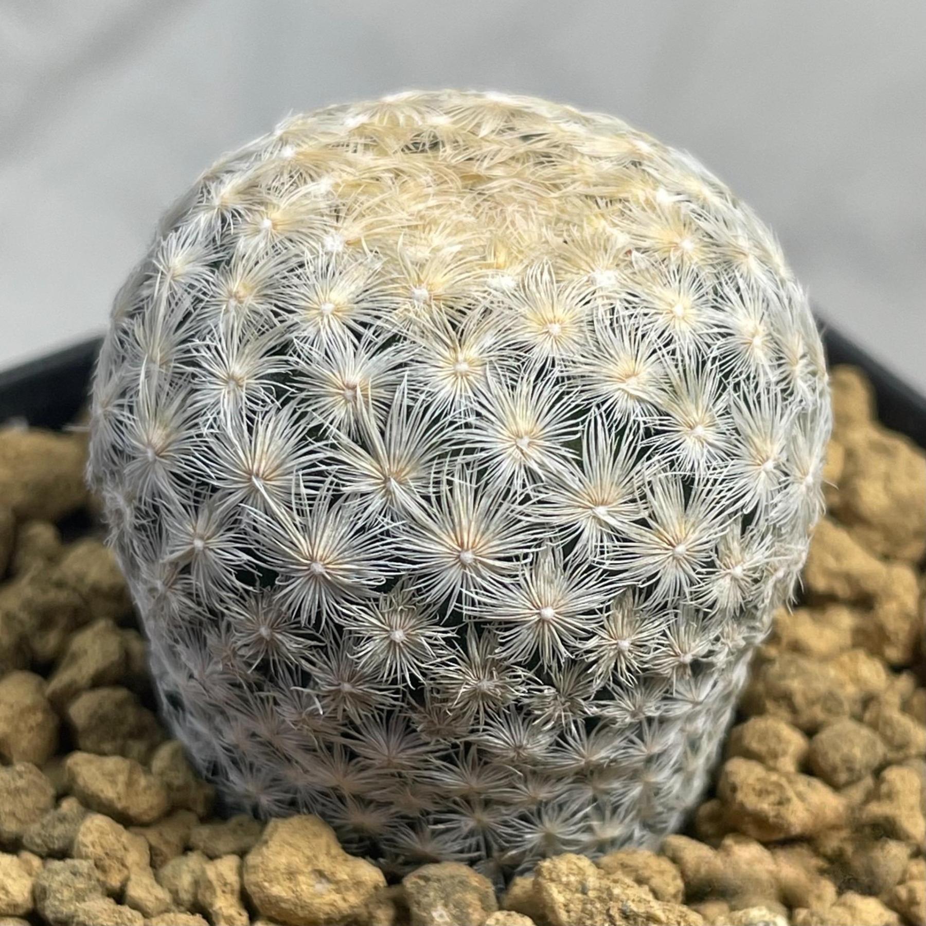 2-4cm Mammillaria lasiacantha