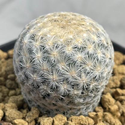 2-4cm Mammillaria lasiacantha
