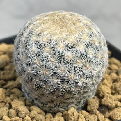 2-4cm Mammillaria lasiacantha