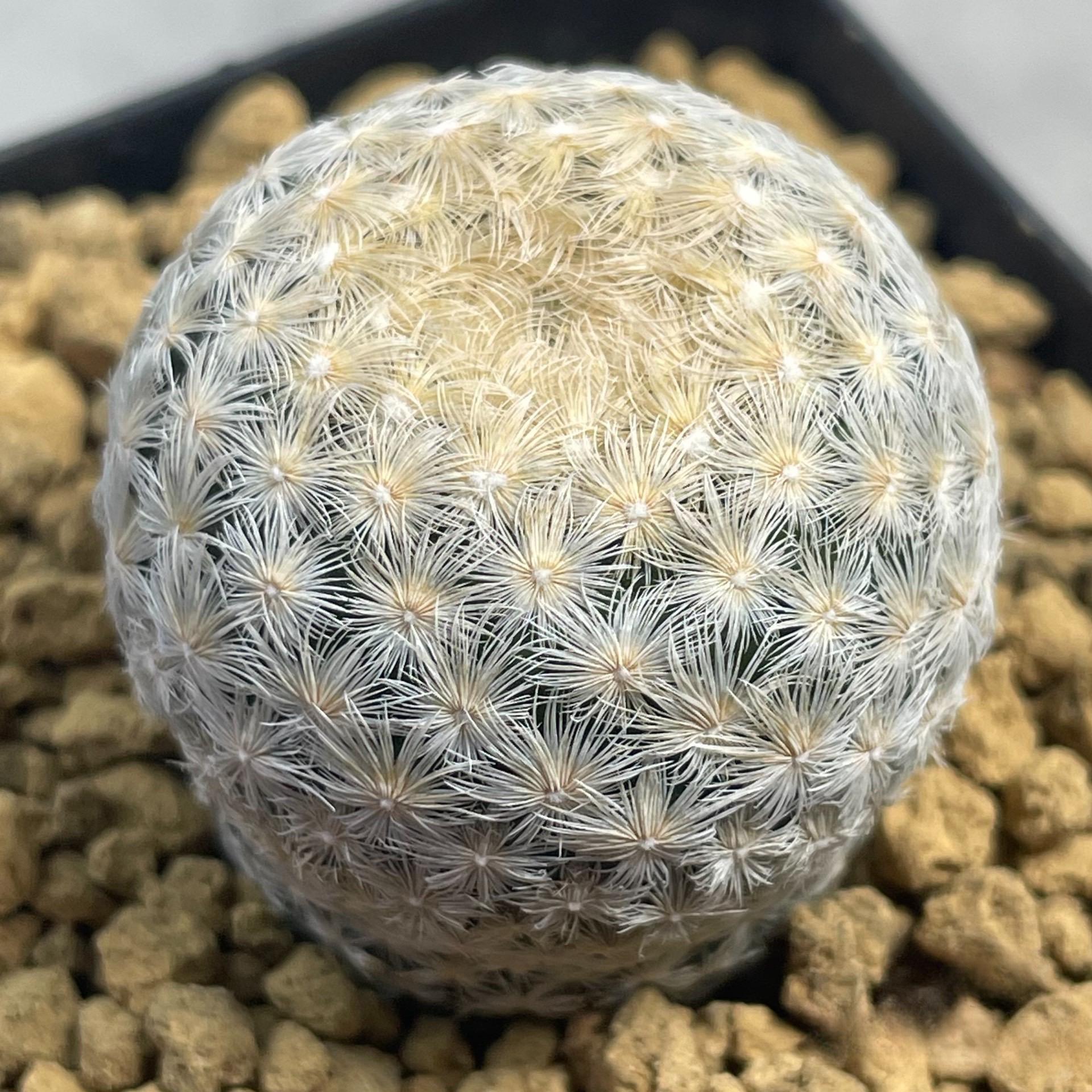 2-4cm Mammillaria lasiacantha