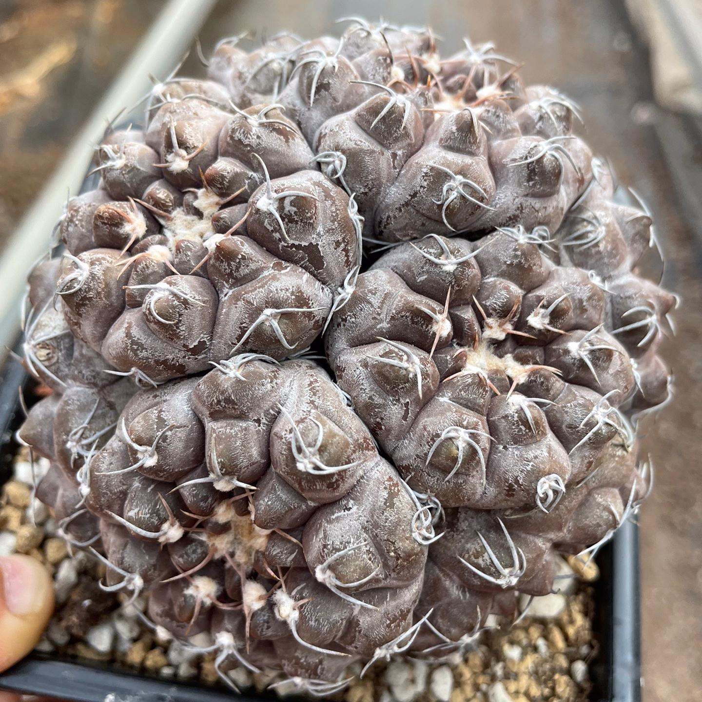 3-10cm Gymnocalycium prochazkianum