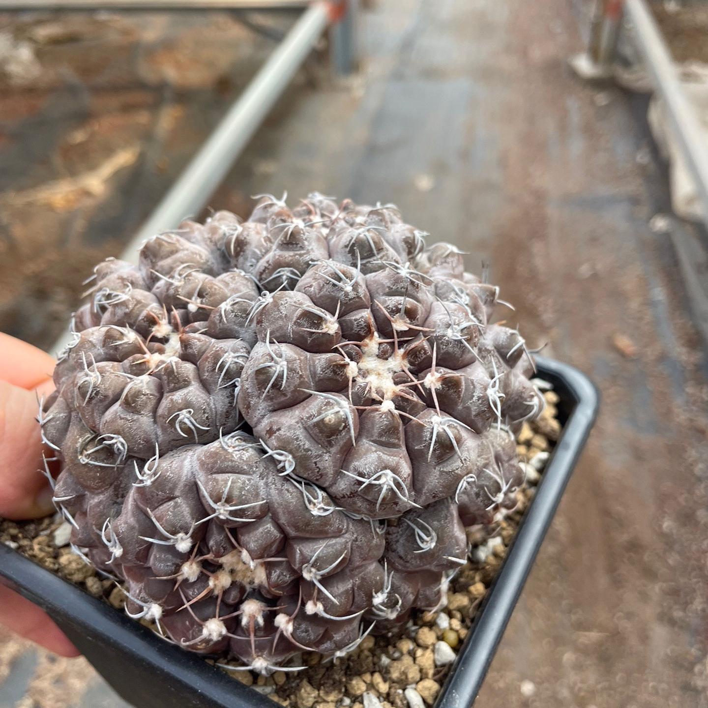 3-10cm Gymnocalycium prochazkianum