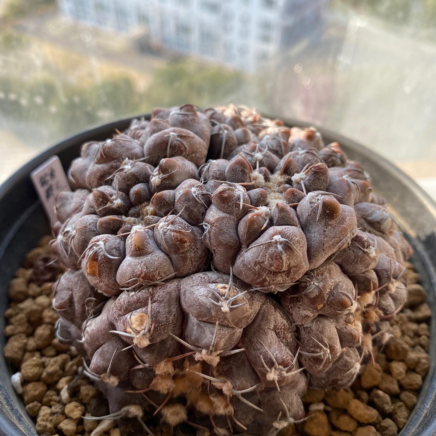 3-10cm Gymnocalycium prochazkianum