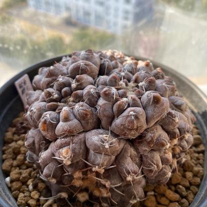 3-10cm Gymnocalycium prochazkianum