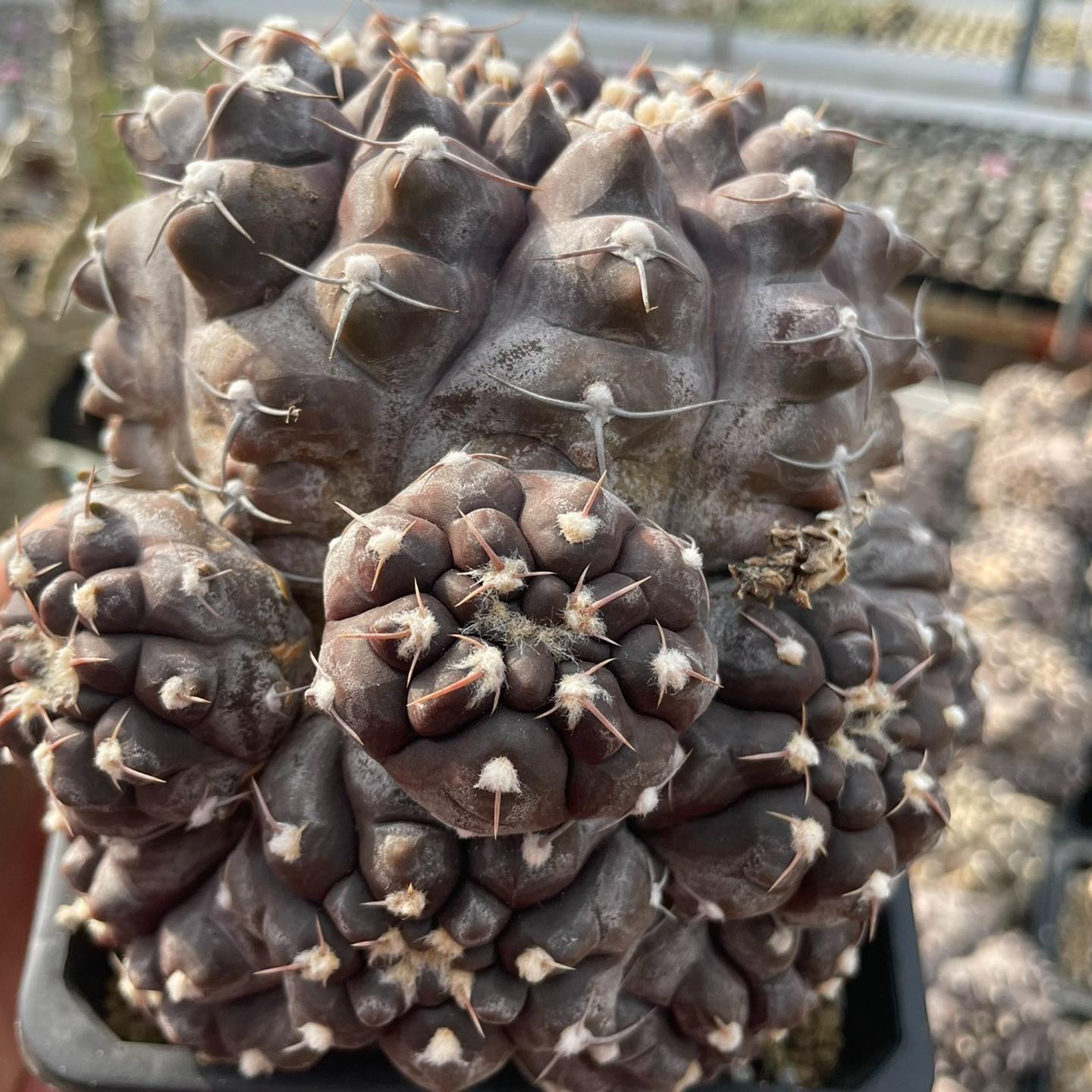 3-10cm Gymnocalycium prochazkianum