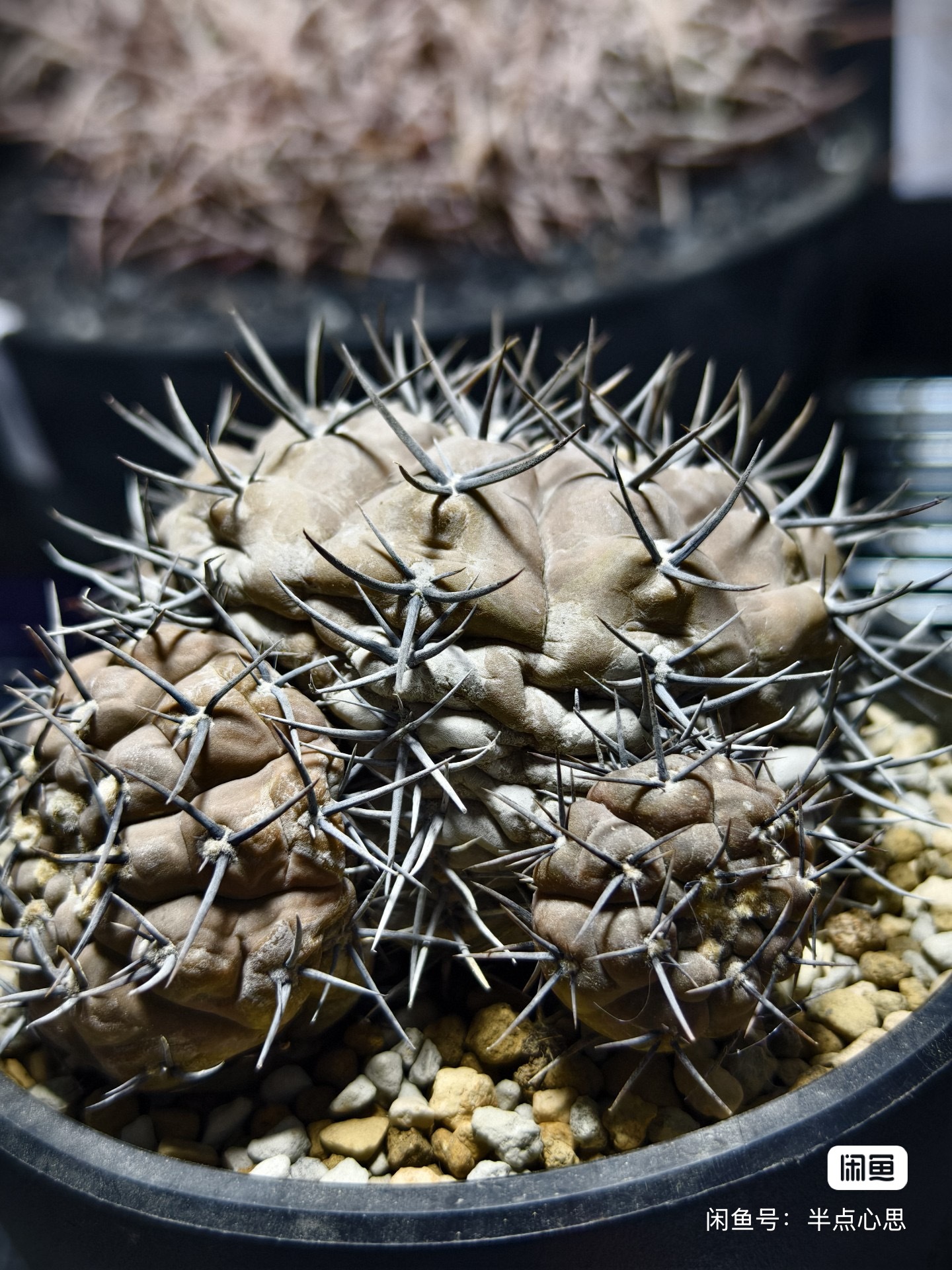 3-10cm Gymnocalycium prochazkianum
