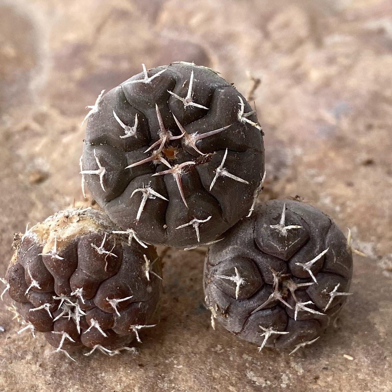 3-10cm Gymnocalycium prochazkianum