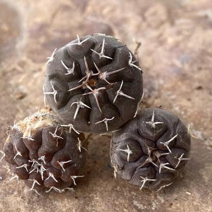 3-10cm Gymnocalycium prochazkianum