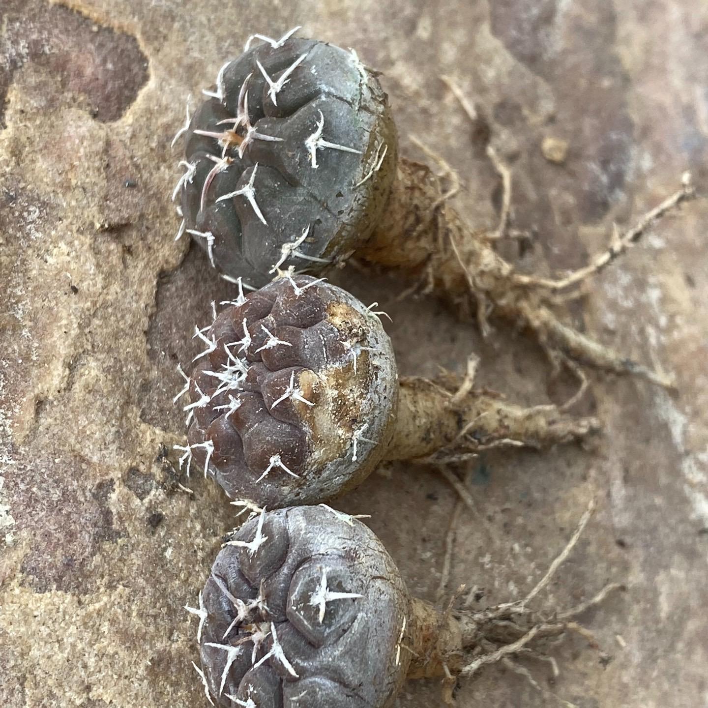 3-10cm Gymnocalycium prochazkianum