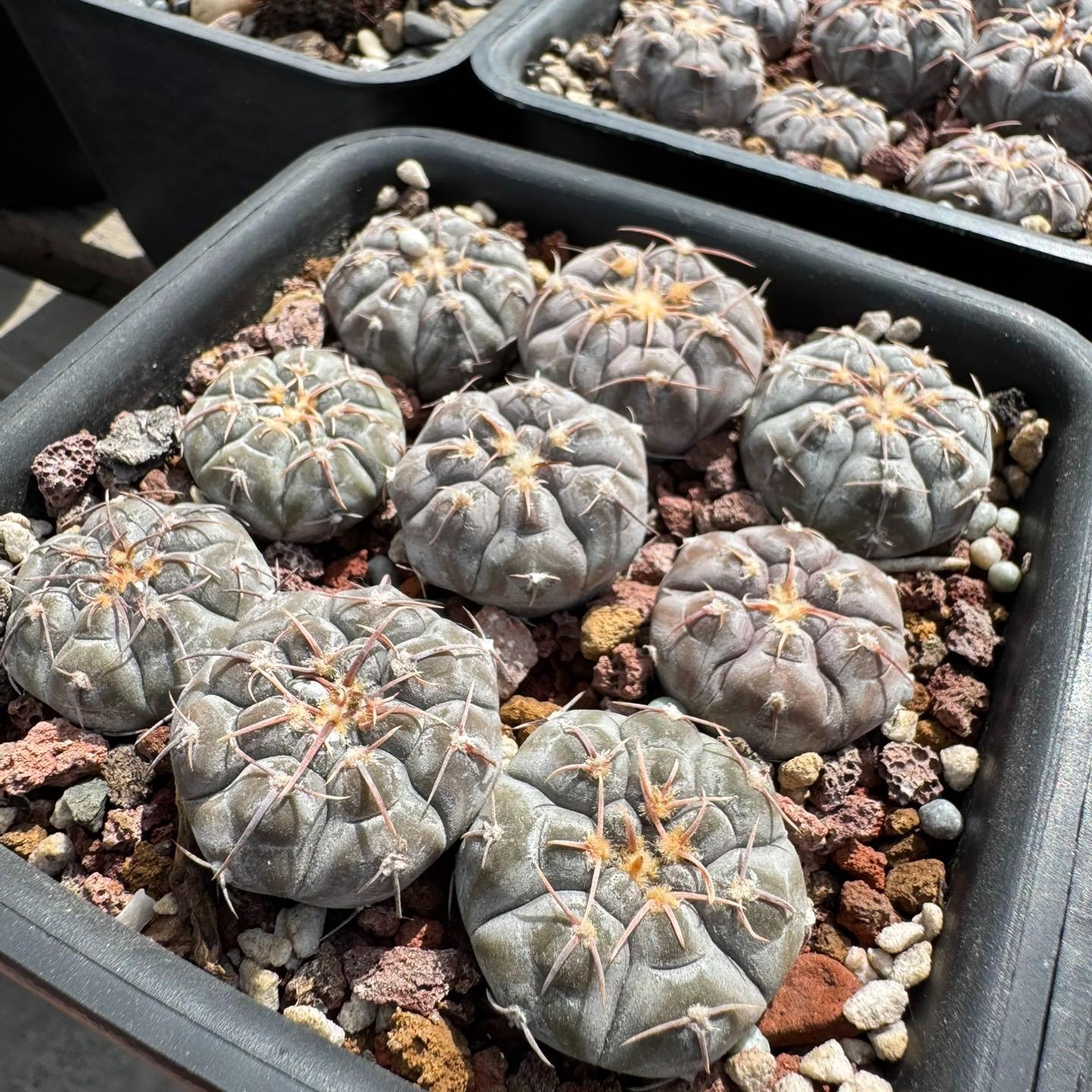 3-10cm Gymnocalycium prochazkianum