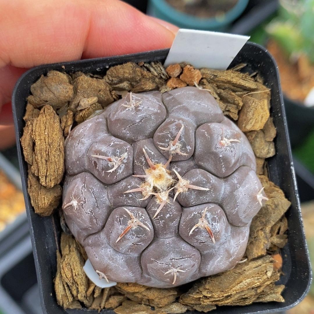 3-10cm Gymnocalycium prochazkianum