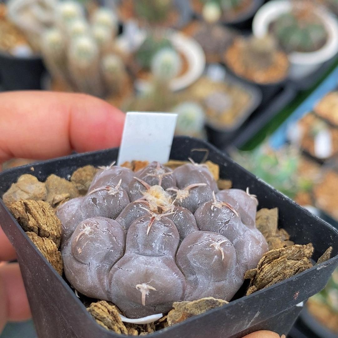 3-10cm Gymnocalycium prochazkianum