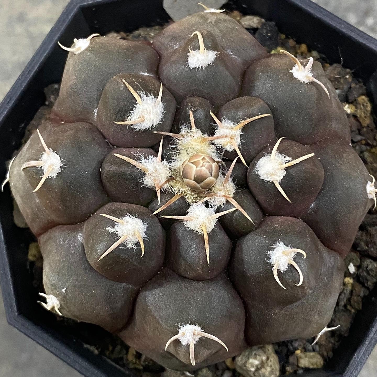 3-10cm Gymnocalycium prochazkianum