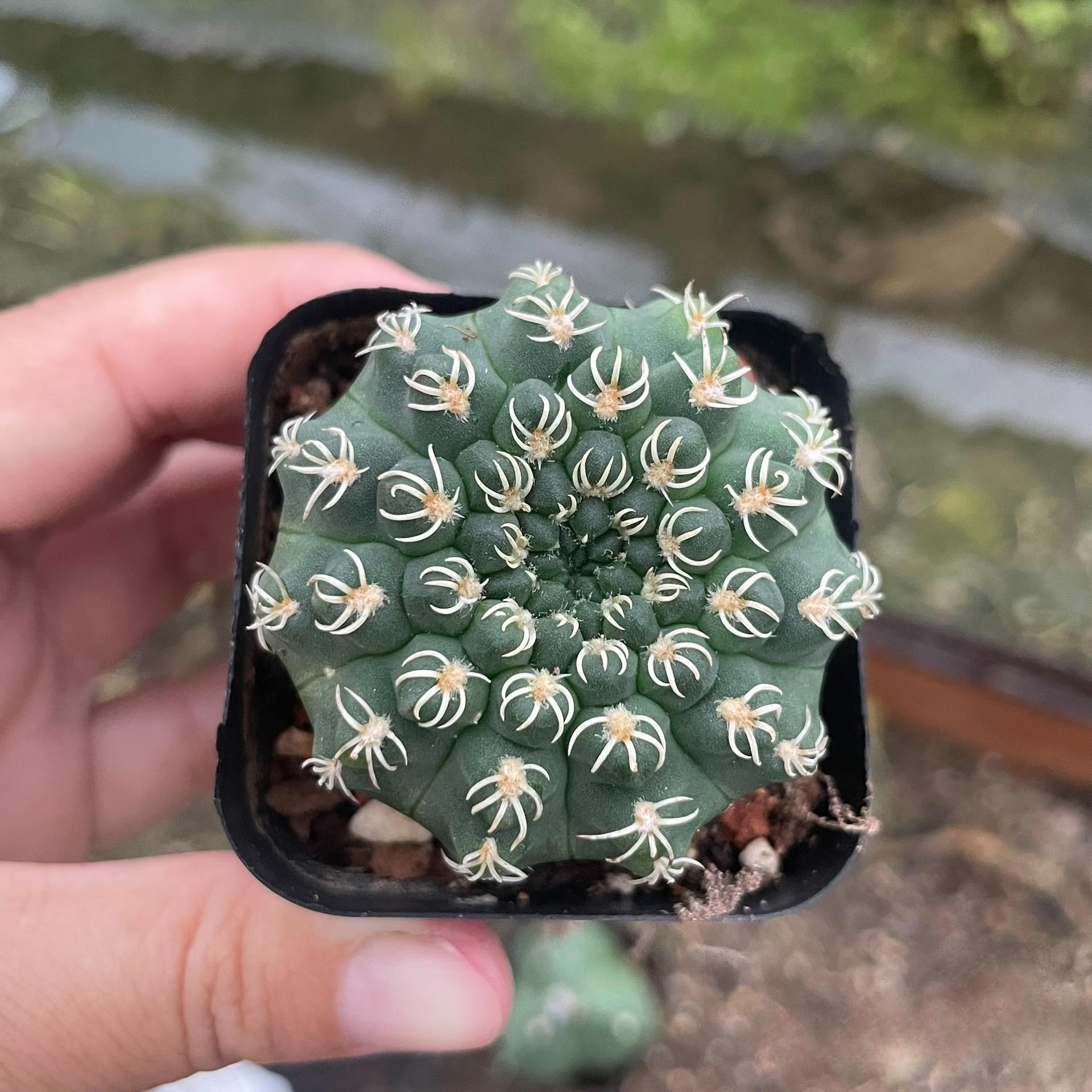 4-5cm Gymnocalycium quehlianum