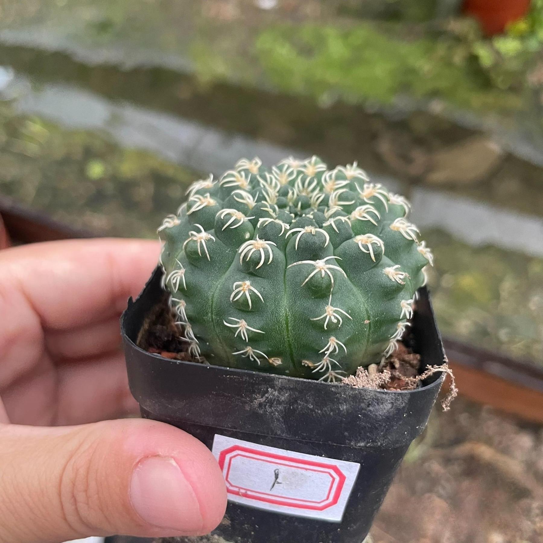 4-5cm Gymnocalycium quehlianum