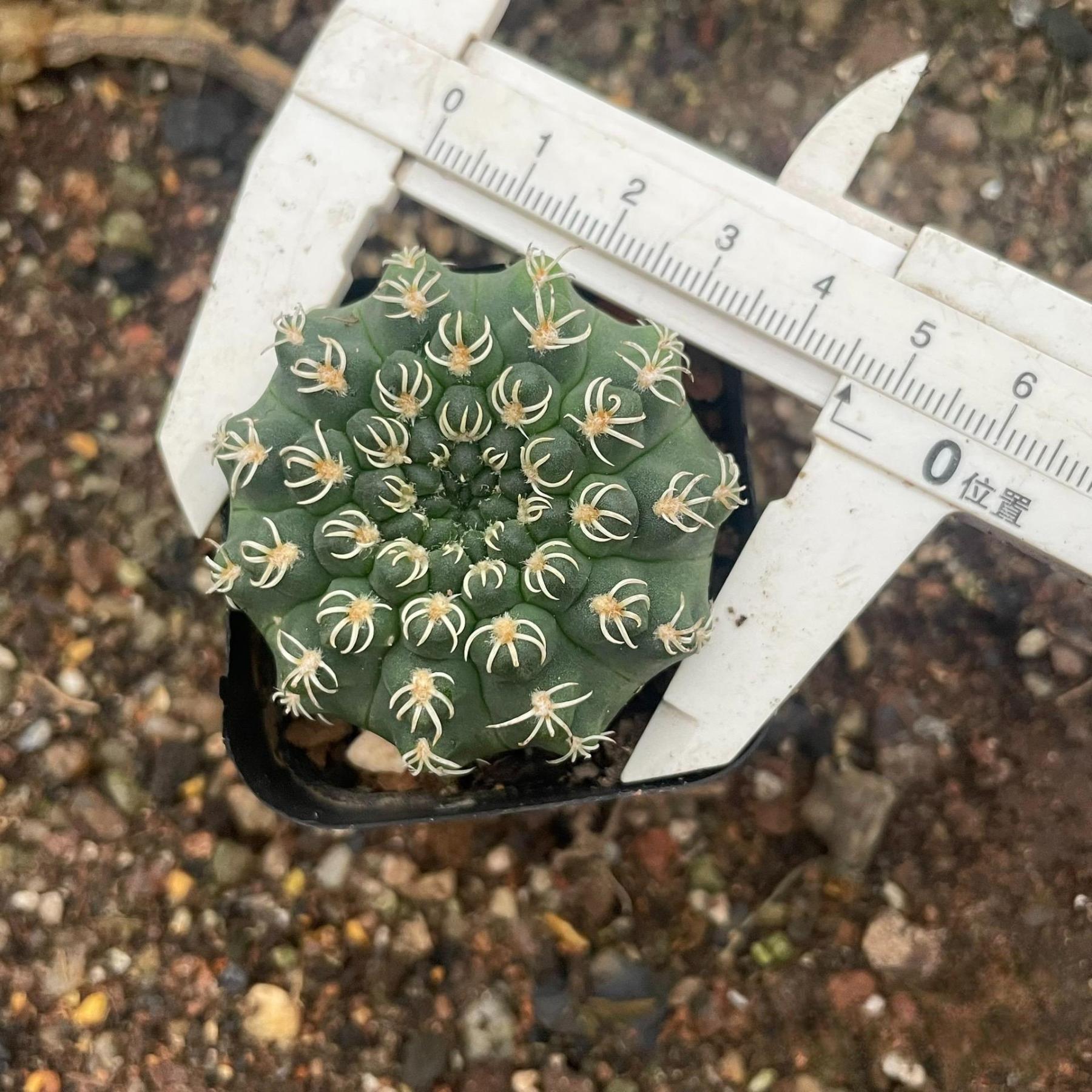 4-5cm Gymnocalycium quehlianum