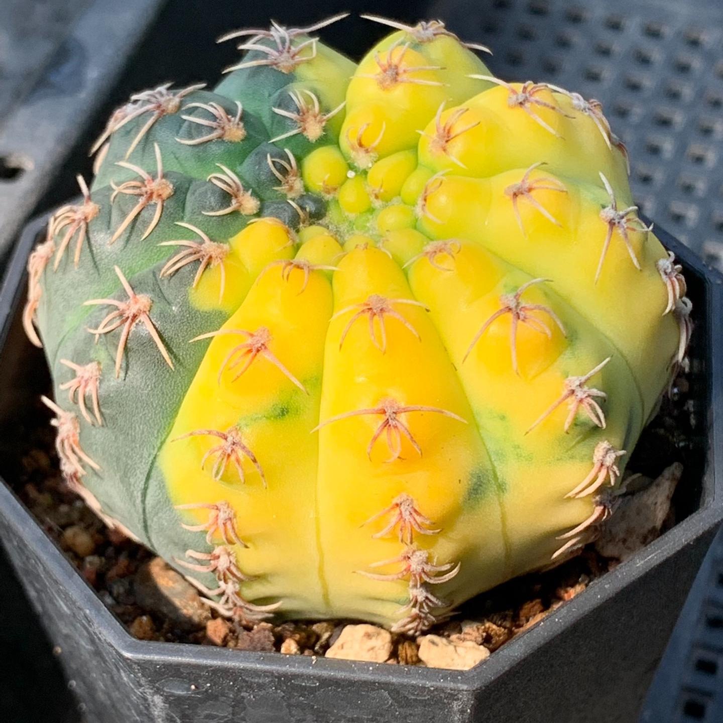 4-5cm Gymnocalycium quehlianum （variegated）