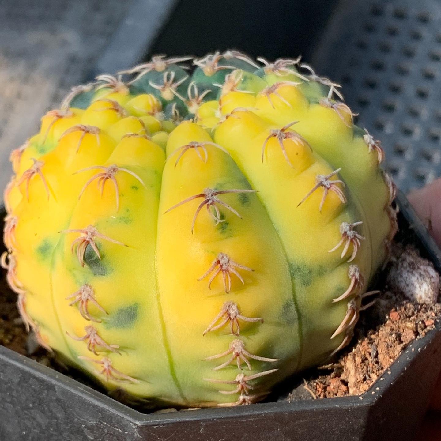 4-5cm Gymnocalycium quehlianum （variegated）