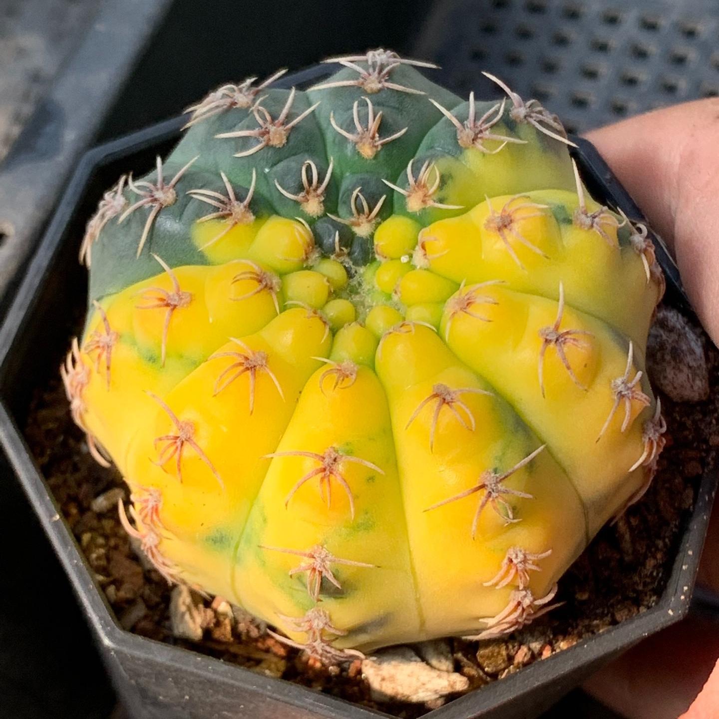 4-5cm Gymnocalycium quehlianum （variegated）