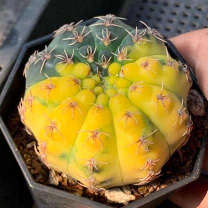 4-5cm Gymnocalycium quehlianum （variegated）