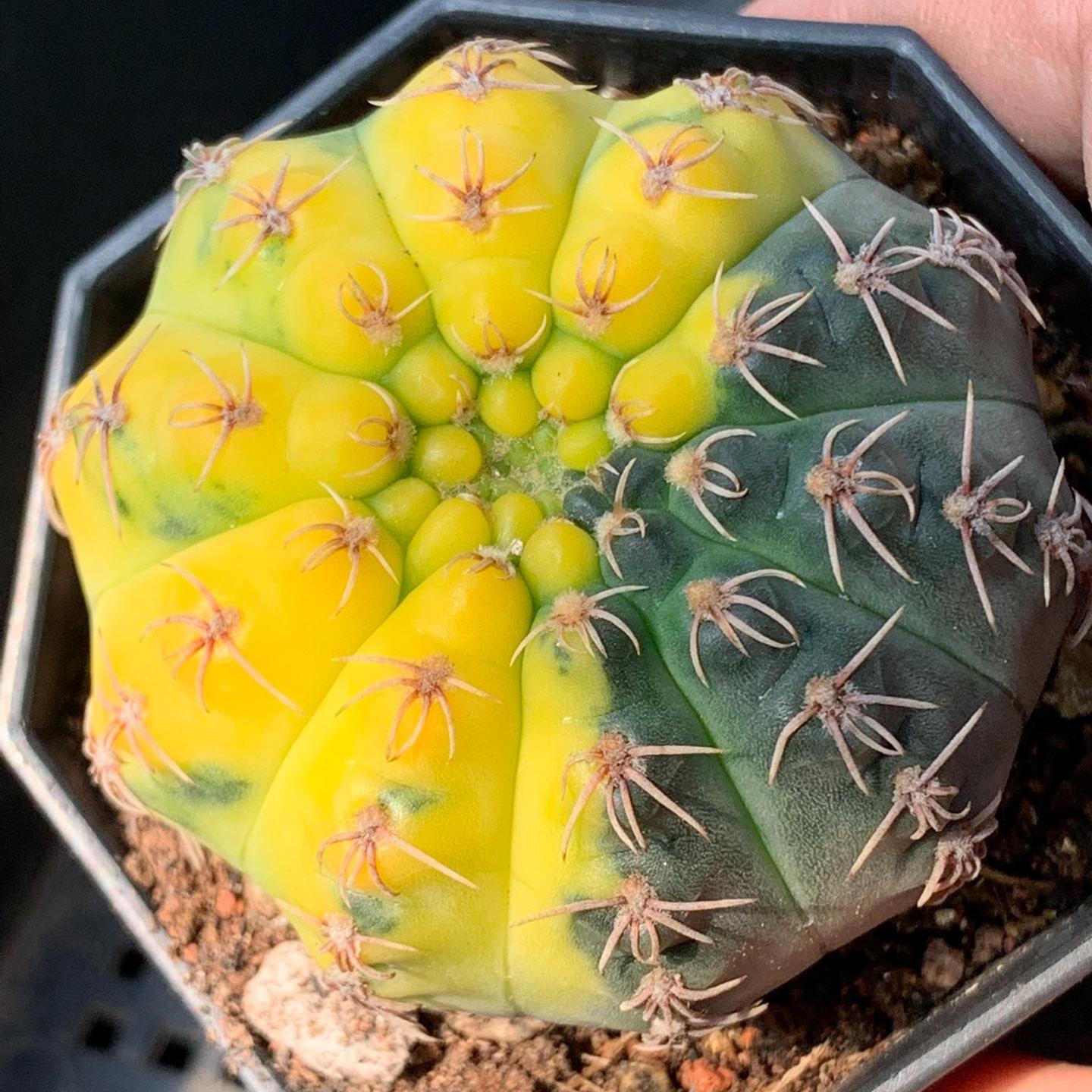 4-5cm Gymnocalycium quehlianum （variegated）
