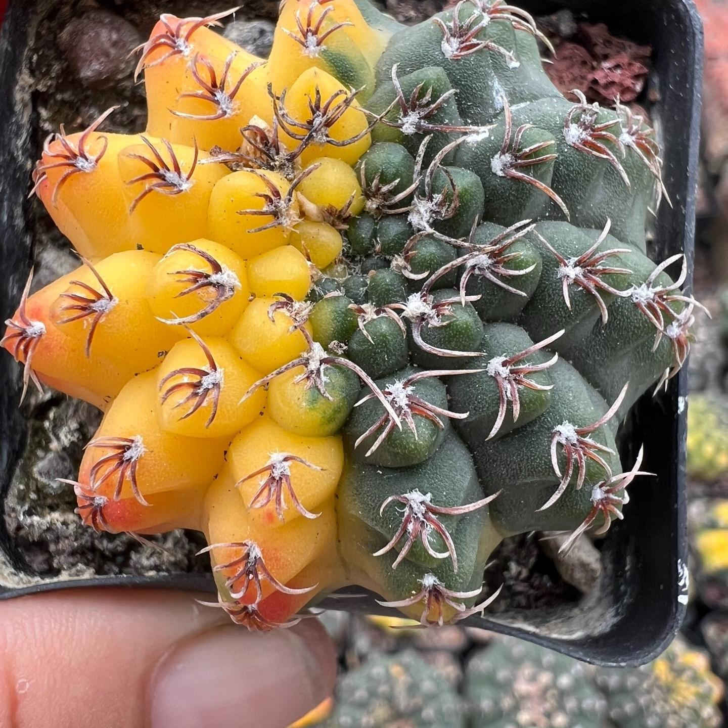 4-5cm Gymnocalycium quehlianum （variegated）