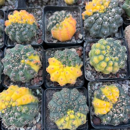 4-5cm Gymnocalycium quehlianum （variegated）