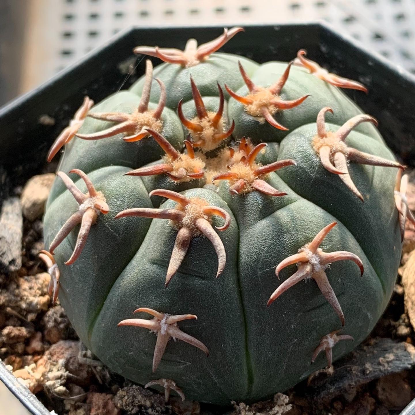 3-8cm Gymnocalycium spegazzinii