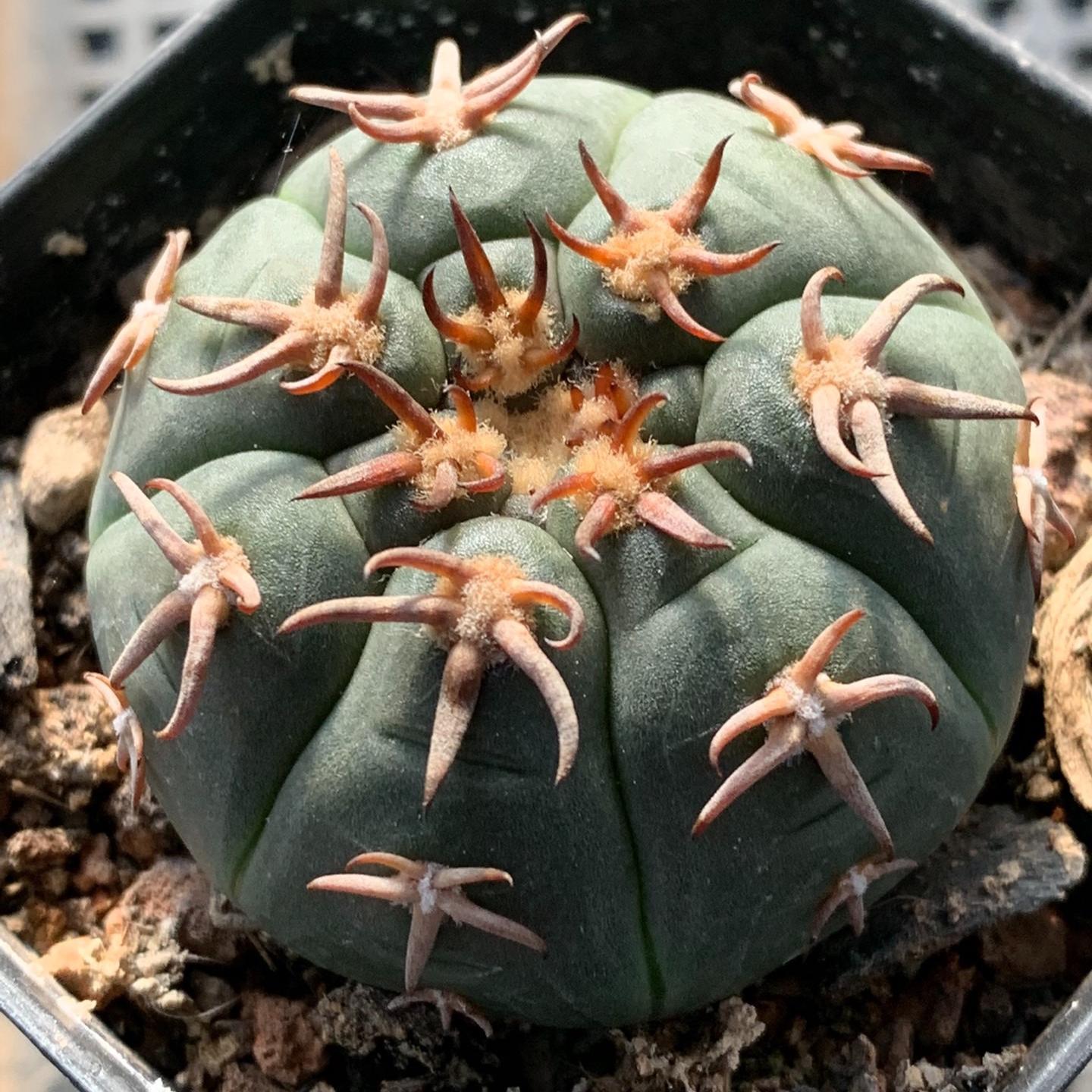 3-8cm Gymnocalycium spegazzinii