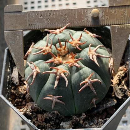 3-8cm Gymnocalycium spegazzinii