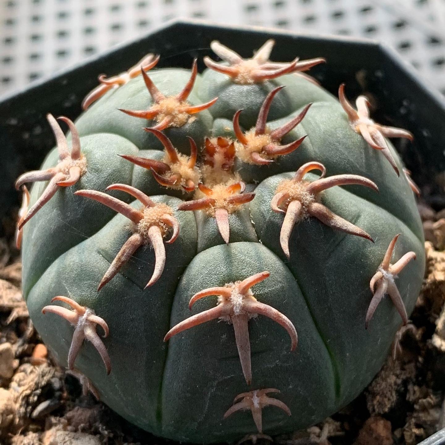 3-8cm Gymnocalycium spegazzinii