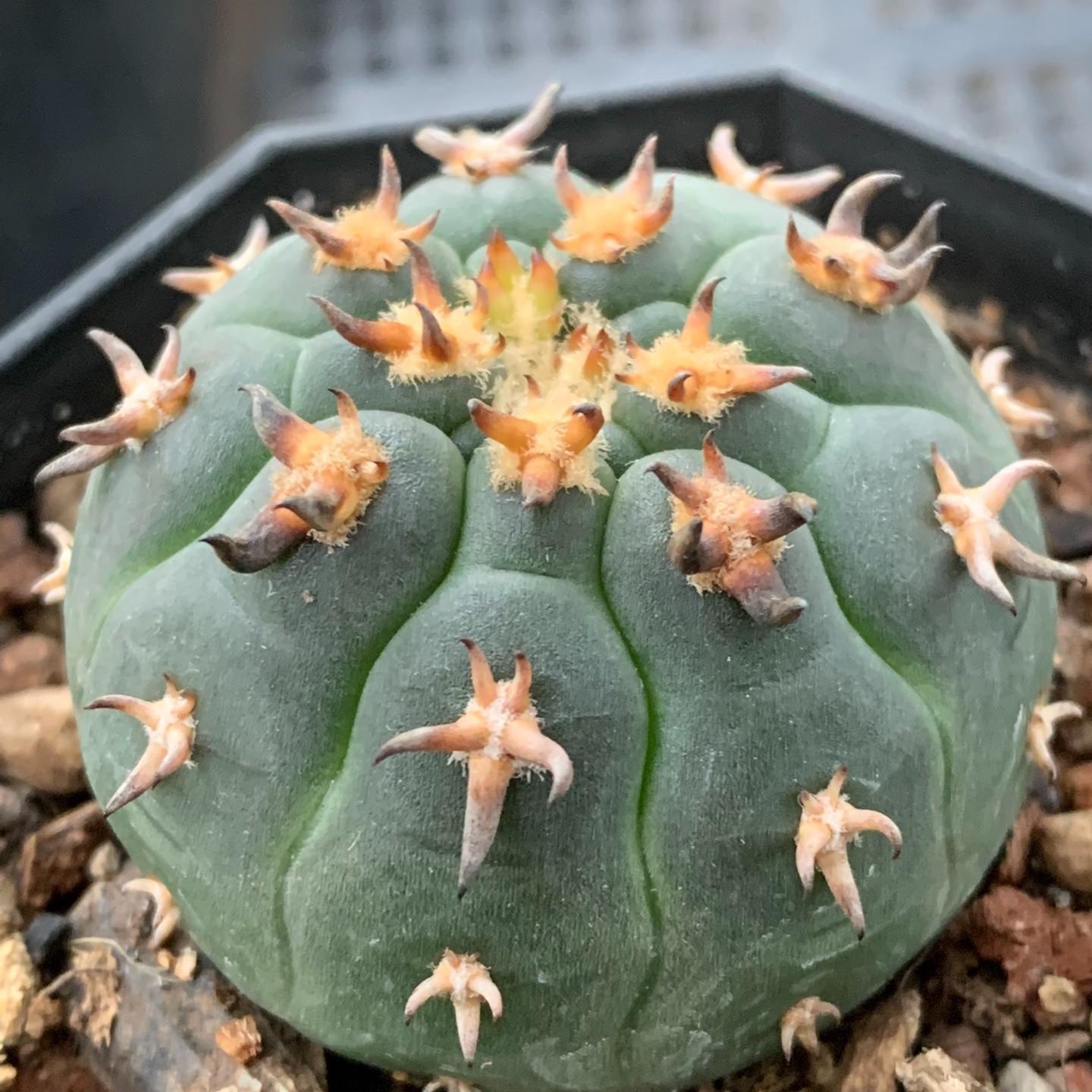 3-8cm Gymnocalycium spegazzinii