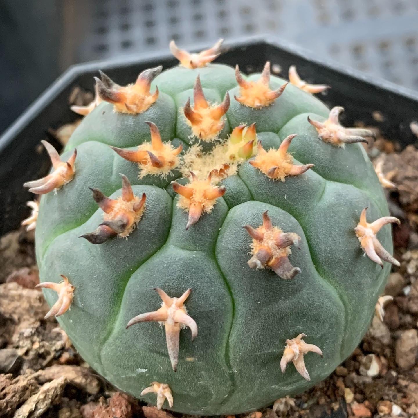 3-8cm Gymnocalycium spegazzinii