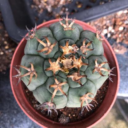 3-8cm Gymnocalycium spegazzinii
