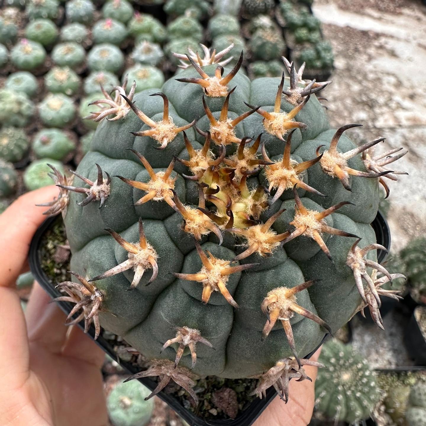3-8cm Gymnocalycium spegazzinii