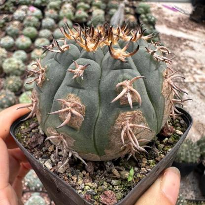 3-8cm Gymnocalycium spegazzinii