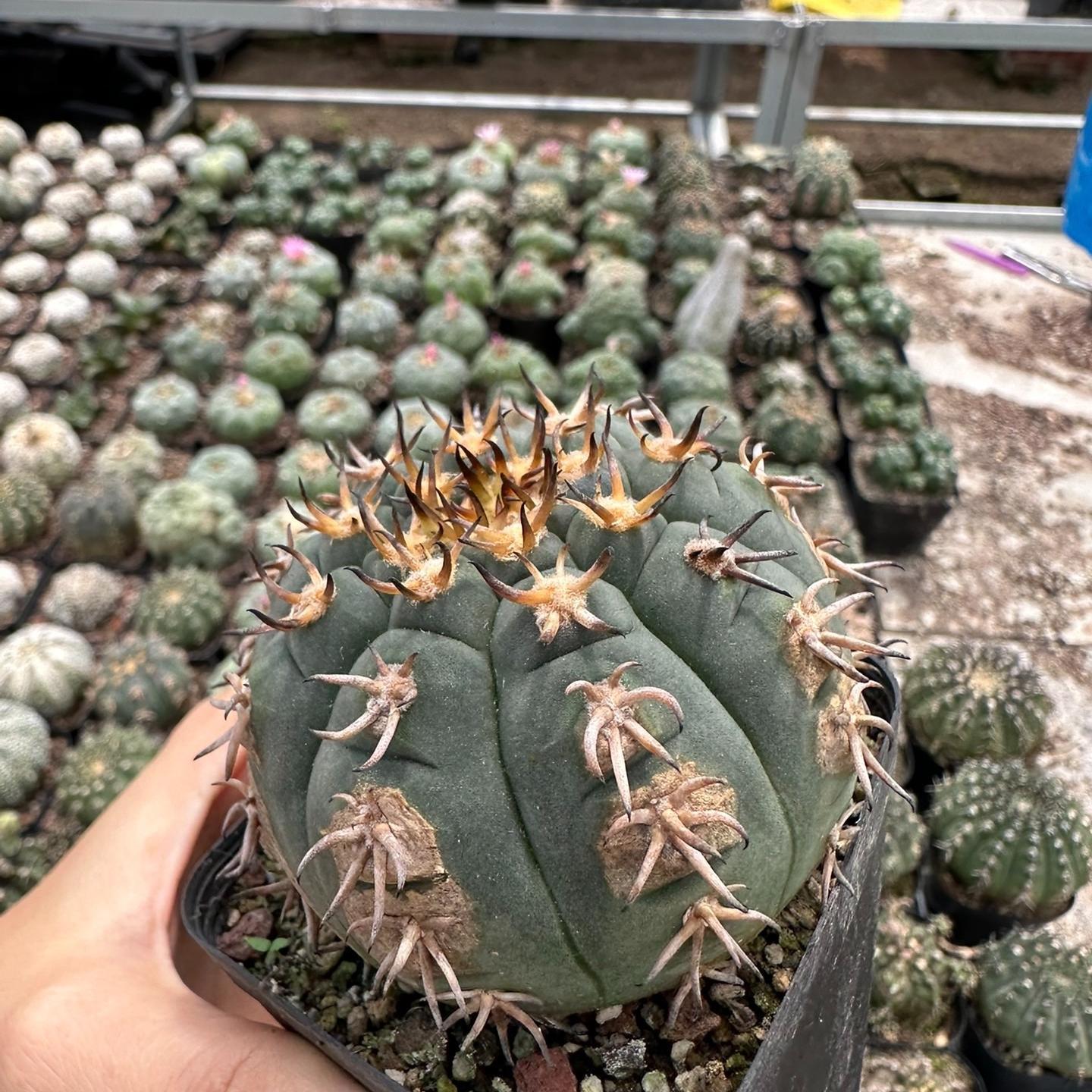 3-8cm Gymnocalycium spegazzinii
