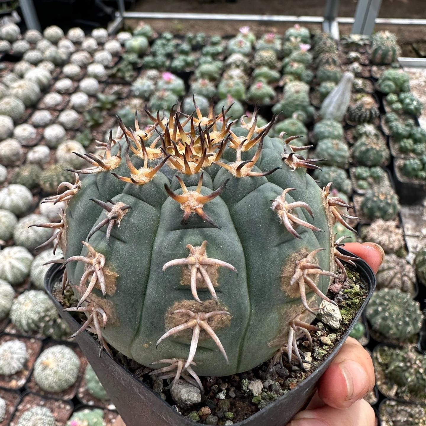 3-8cm Gymnocalycium spegazzinii