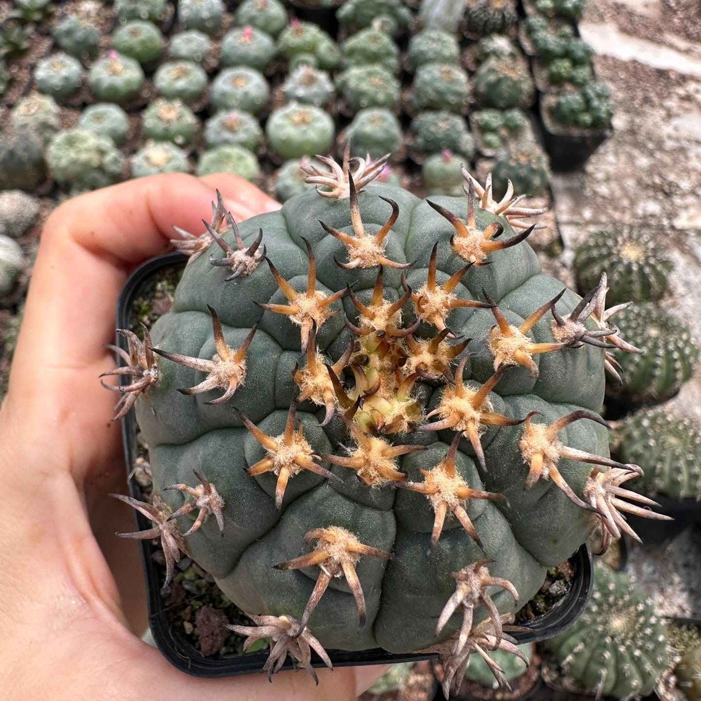 3-8cm Gymnocalycium spegazzinii