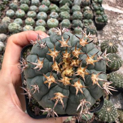 3-8cm Gymnocalycium spegazzinii
