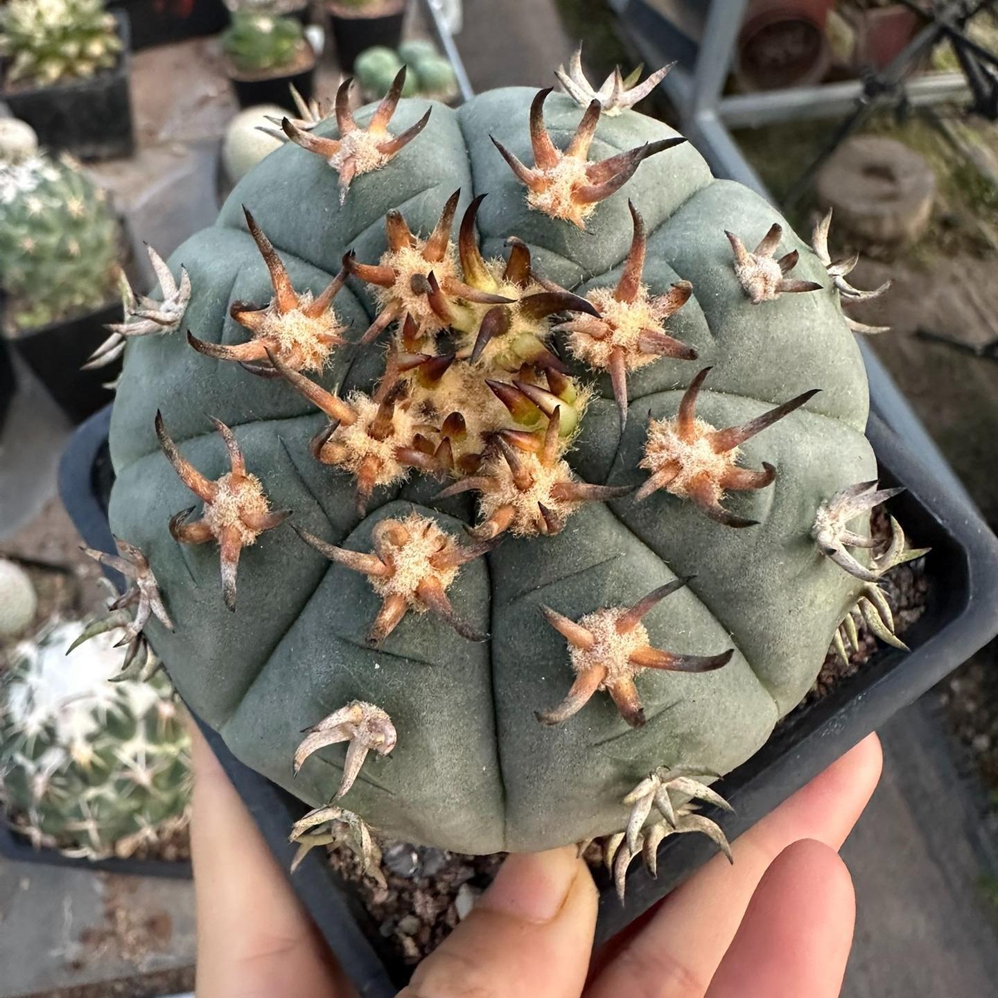 3-8cm Gymnocalycium spegazzinii