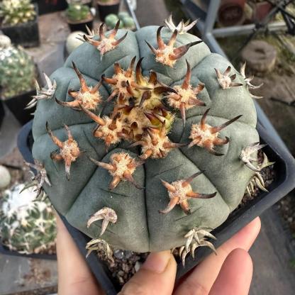 3-8cm Gymnocalycium spegazzinii
